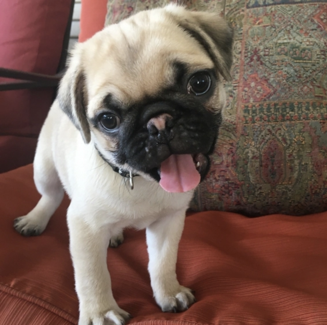 comprar cachorros sanos, baratos y asequibles para la venta